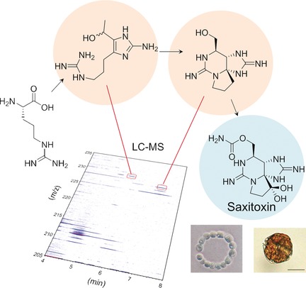 Synthesis and Identification of Key Biosynthetic Intermediates for the Formation of the Tricyclic Skeleton of Saxitoxin