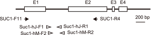 Details are in the caption following the image