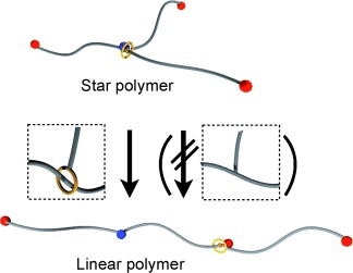 Star/Linear Polymer Topology Transformation Facilitated by Mechanical Linking of Polymer Chains