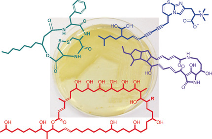 Genome-Based Identification of a Plant-Associated Marine Bacterium as a Rich Natural Product Source