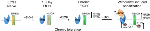 The Mammalian Circadian Clock Exhibits Chronic Ethanol Tolerance and Withdrawal-Induced Glutamate Hypersensitivity, Accompanied by Changes in Glutamate and TrkB Receptor Proteins