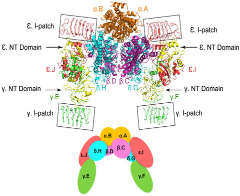 Vanishing white matter: Eukaryotic initiation factor 2B model and the impact of missense mutations