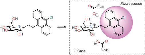 Imino- and Azasugar Protonation Inside Human Acid β-Glucosidase, the Enzyme that is Defective in Gaucher Disease