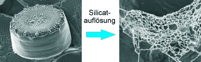 Chitin-basierte organische Netzwerke – ein integraler Bestandteil des Zellwandbiosilicates der Diatomee Thalassiosira pseudonana
