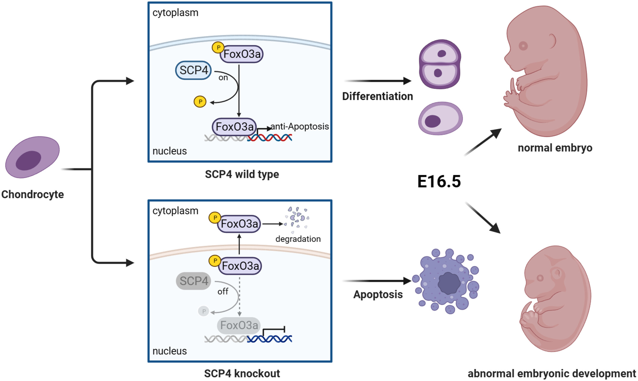 Protein phosphatase SCP4 regulates cartilage development and endochondral osteogenesis via FoxO3a dephosphorylation