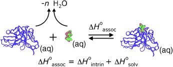 Partitioning of Solvent Effects and Intrinsic Interactions in Biological Recognition
