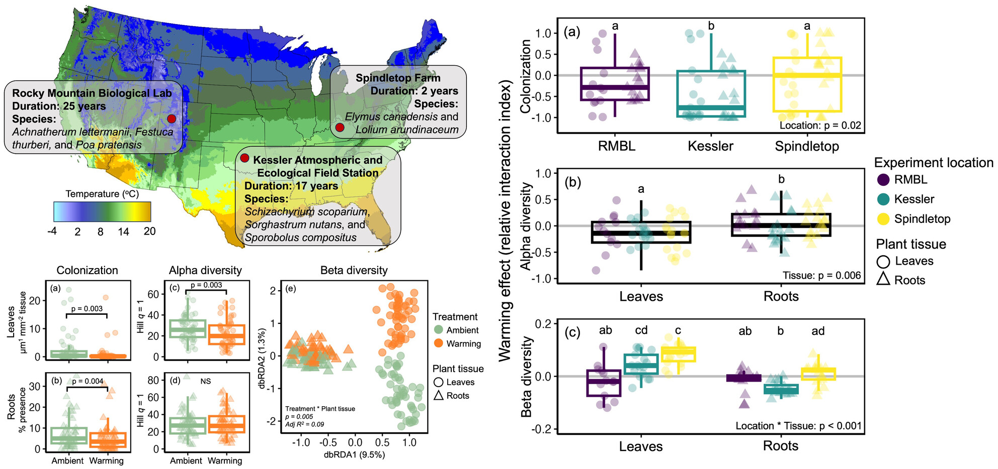 Warming Disrupts Plant–Fungal Endophyte Symbiosis More Severely in Leaves Than Roots