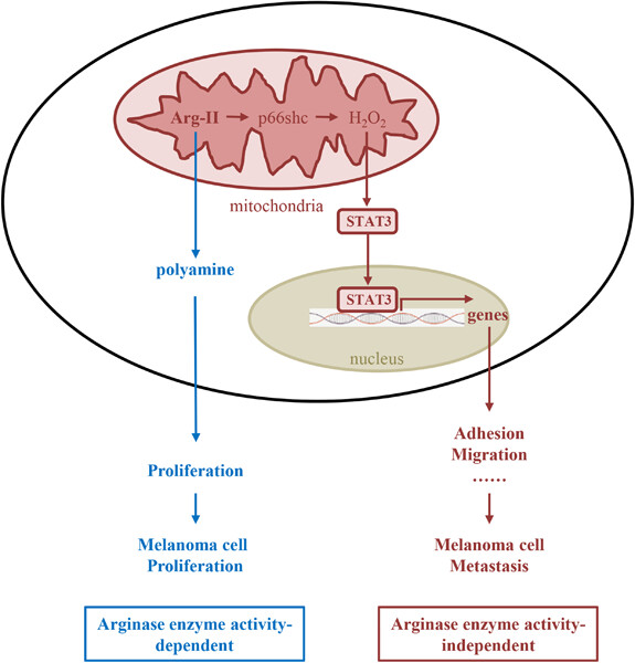 Arginase-II promotes melanoma migration and adhesion through enhancing hydrogen peroxide production and STAT3 signaling