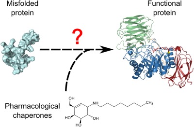 New therapeutic approaches for Krabbe disease: The potential of pharmacological chaperones