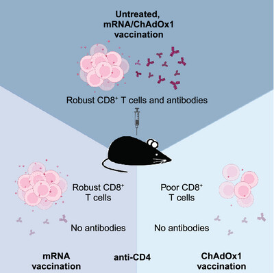 Distinct Requirements for CD4+ T Cell Help for Immune Responses Induced by mRNA and Adenovirus-Vector SARS-CoV-2 Vaccines
