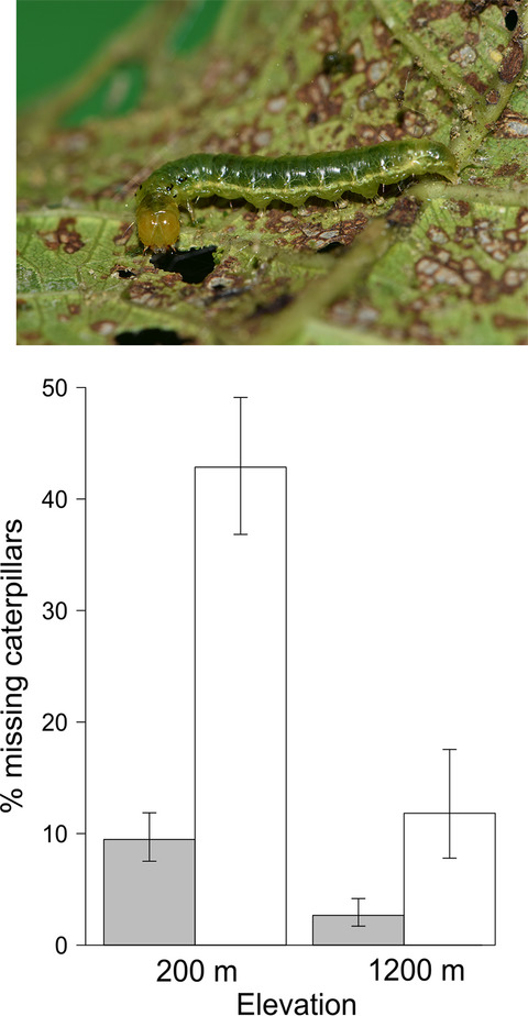 Elevational contrast in predation and parasitism risk to caterpillars in a tropical rainforest