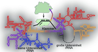 Ribosome Subunit Stapling for Orthogonal Translation in E. coli