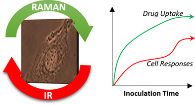 Multimodal vibrational studies of drug uptake in vitro: Is the whole greater than the sum of their parts?
