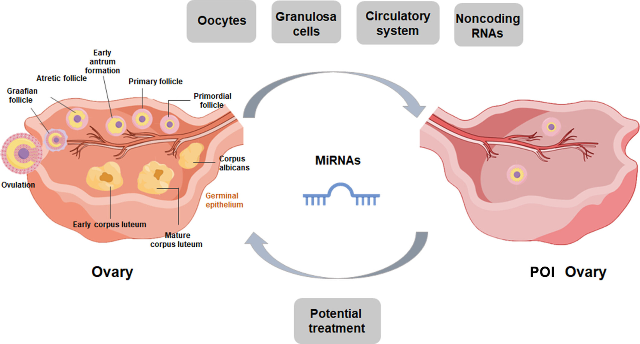 The Functions and Implications of MicroRNAs in Premature Ovarian Insufficiency