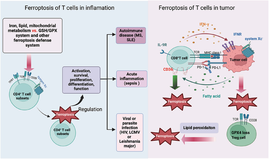 Ferroptosis of T cell in inflammation and tumour immunity