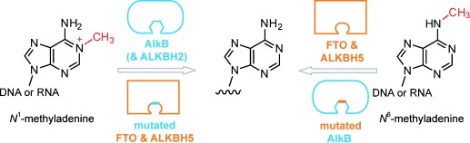 Switching Demethylation Activities between AlkB Family RNA/DNA Demethylases through Exchange of Active-Site Residues