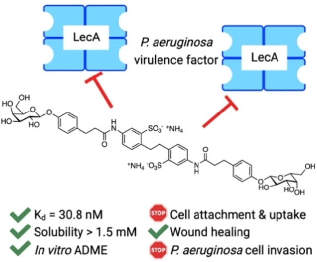 Neutralisation der Auswirkungen des Virulenzfaktors LecA aus Pseudomonas aeruginosa auf Humanzellen durch neue glykomimetische Inhibitoren