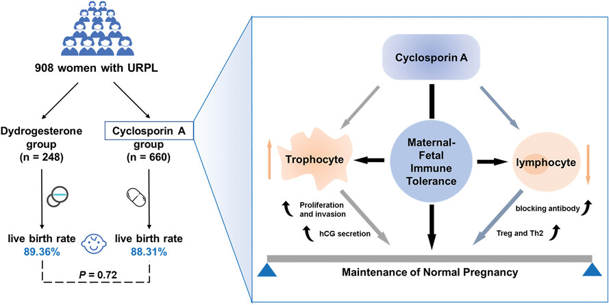 Short-term cyclosporin A treatment improves pregnancy outcomes in patients with unexplained pregnancy loss: A prospective, open-label, observational study