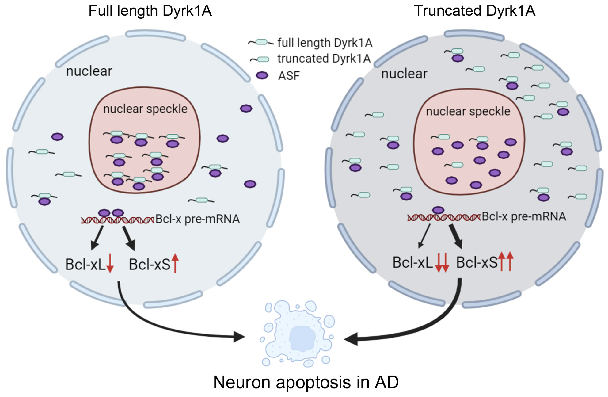 Truncated Dyrk1A aggravates neuronal apoptosis by inhibiting ASF-mediated Bcl-x exon 2b inclusion