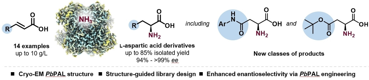 Engineered Phenylalanine Ammonia-Lyases for the Enantioselective Synthesis of Aspartic Acid Derivatives