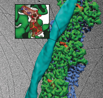 Electron Cryo-microscopy as a Tool for Structure-Based Drug Development