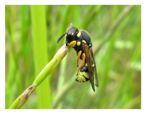 Details are in the caption following the image