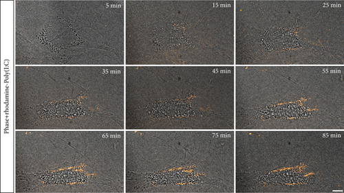 Details are in the caption following the image Details are in the caption following the image