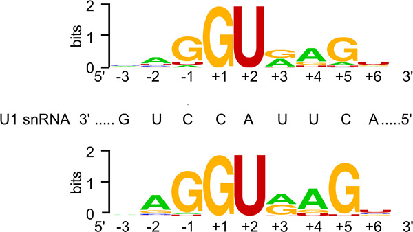 First estimate of the scale of canonical 5′ splice site GT>GC variants capable of generating wild-type transcripts