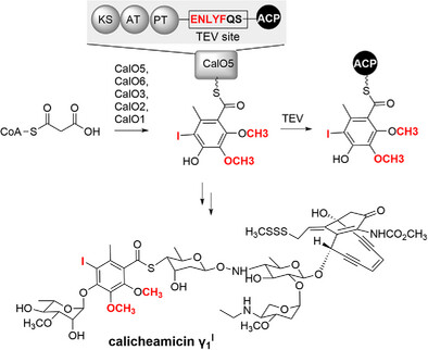 Sequential Reconstruction of Calicheamicin γ1I Iodo-Thiobenzoate by Selective Carrier Protein Trapping Reveals a Flavin-Dependent Iodinase