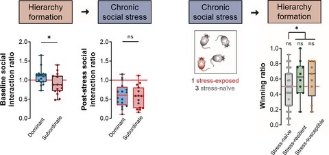 What it takes to be at the top: The interrelationship between chronic social stress and social dominance