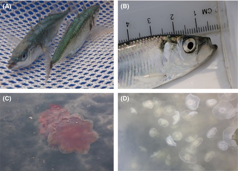 Stable isotope-based trophic structure of pelagic fish and jellyfish across natural and anthropogenic landscape gradients in a fjord estuary