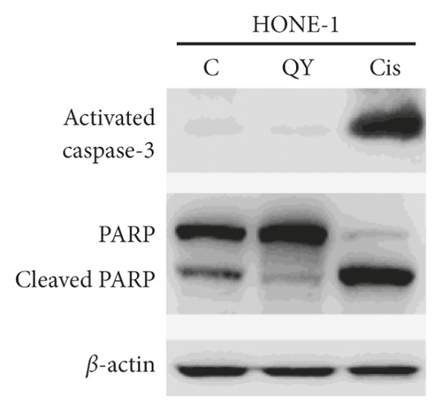 Details are in the caption following the image