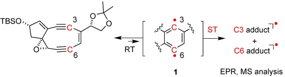 Spin Trapping of 13C-Labeled p-Benzynes Generated by Masamune–Bergman Cyclization of Bicyclic Nine-Membered Enediynes