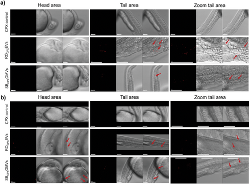 Details are in the caption following the image Details are in the caption following the image
