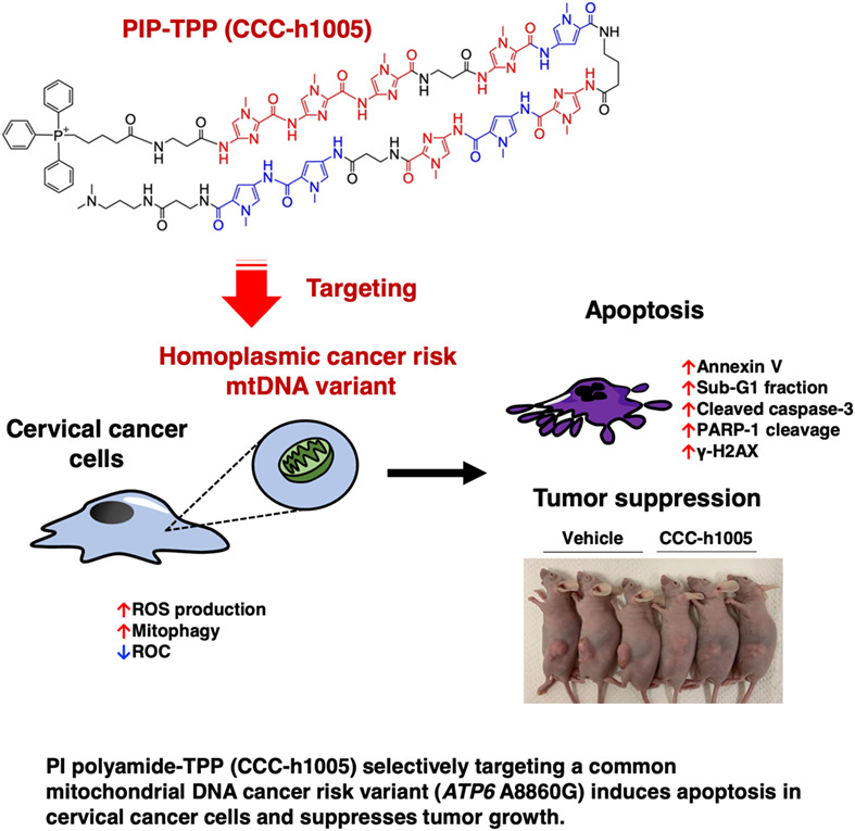 Anticancer effect of a pyrrole-imidazole polyamide-triphenylphosphonium conjugate selectively targeting a common mitochondrial DNA cancer risk variant in cervical cancer cells