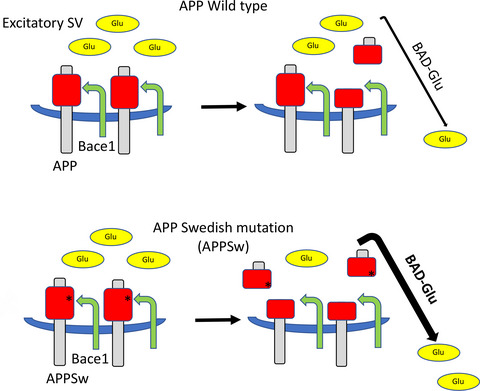 Facilitation of glutamate, but not GABA, release in Familial Alzheimer's APP mutant Knock-in rats with increased β-cleavage of APP