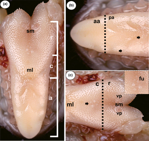 Details are in the caption following the image Details are in the caption following the image