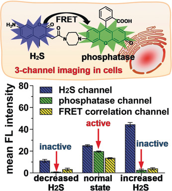 Gasotransmitter Regulation of Phosphatase Activity in Live Cells Studied by Three-Channel Imaging Correlation