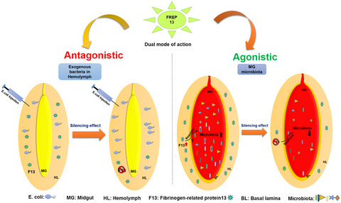 Hemocyte-specific FREP13 abrogates the exogenous bacterial population in the hemolymph and promotes midgut endosymbionts in Anopheles stephensi