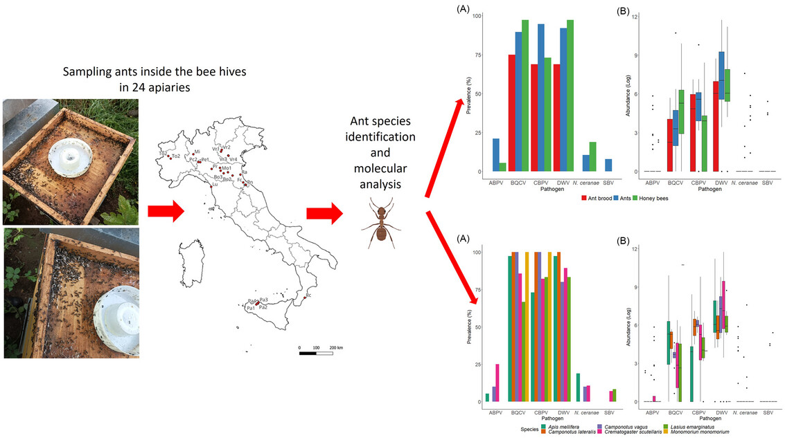Neighbors sharing pathogens: the intricate relationship between Apis mellifera and ants (Hymenoptera: Formicidae) nesting in hives