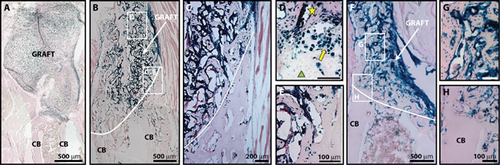 Details are in the caption following the image Details are in the caption following the image
