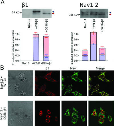 A mutation of SCN1B associated with GEFS+ causes functional and maturation defects of the voltage-dependent sodium channel