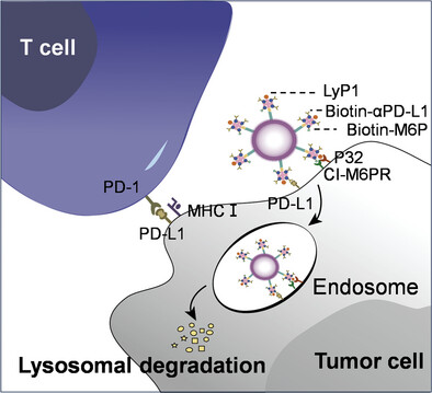 Lysosome-Targeting Bacterial Outer Membrane Vesicles for Tumor Specific Degradation of PD-L1