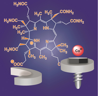 The Hydrogenobyric Acid Structure Reveals the Corrin Ligand as an Entatic State Module Empowering B12 Cofactors for Catalysis