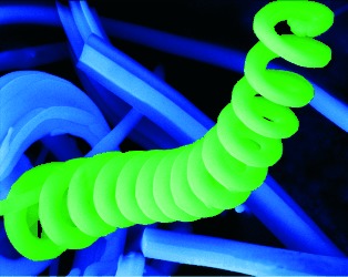 Amplification and Transcription of the Dynamic Supramolecular Chirality of the Guanine Quadruplex