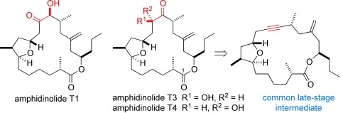 Total Syntheses of Amphidinolides T1, T3, and T4