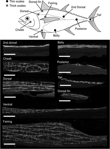 Details are in the caption following the image Details are in the caption following the image