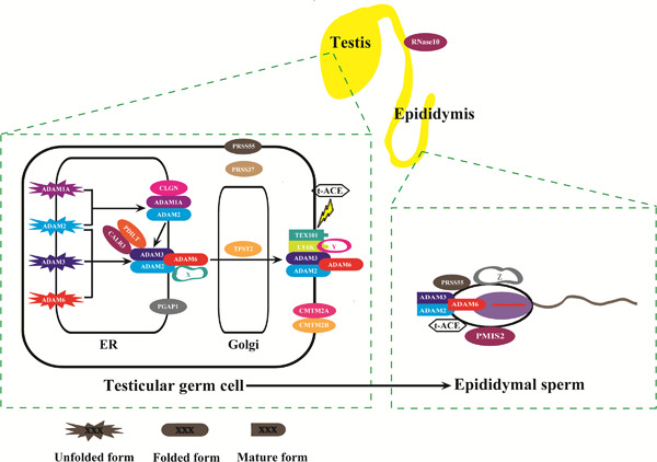 An update of the regulatory factors of sperm migration from the uterus into the oviduct by genetically manipulated mice
