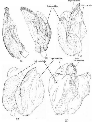 Details are in the caption following the image Details are in the caption following the image