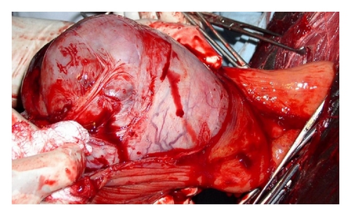 Details are in the caption following the image Details are in the caption following the image